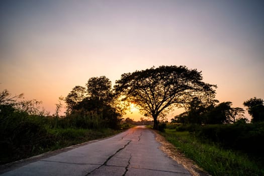 Picture of road at sunset Silhouette background. Road between trees and beautiful.