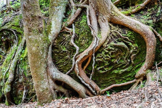 Tree roots and sandstone formations in Red River Gorge Geological Area in Kentucky