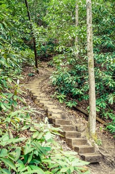 Wooden steps leading up on a hiking trail in Red River Gorge Geological Area in Kentucky