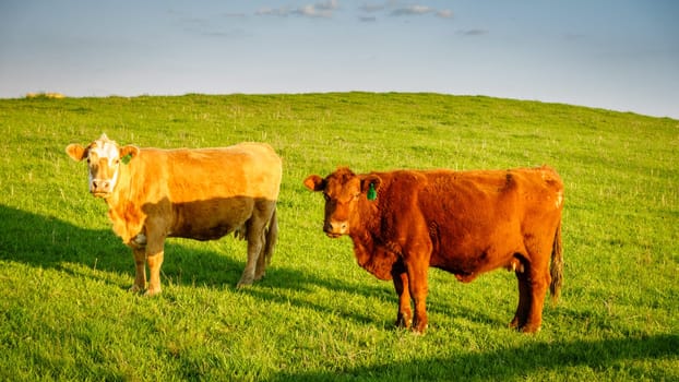 Two cows on a pasture in Central Kentucky