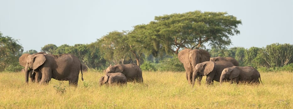 African elephant (Loxodonta africana), Queen Elizabeth National Park, Uganda