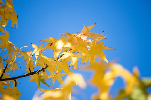 Beautiful yellow leaves in autumn time, close up