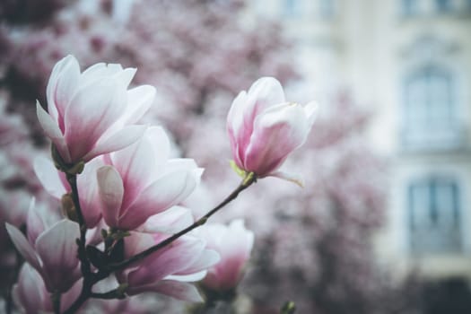 Fresh beautiful magnolia blossoms, springtime. Pink and white colors.