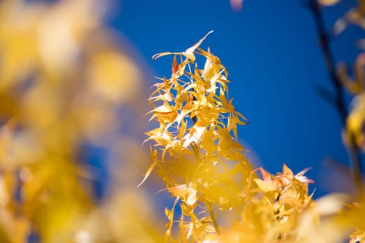 Beautiful yellow leaves in autumn time, close up