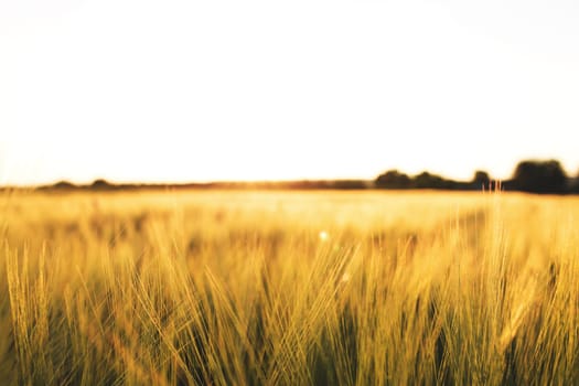 Agriculture concept with golden wheat grain fields panorama photography. Ears of yellow wheat. Idea of a rich harvest. Copy space of the setting sun rays on horizon in rural meadow. Beautiful sunlight