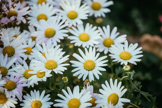 White daisy flowers in spring time, close up picture