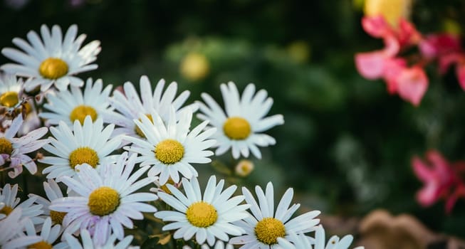 White daisy flowers in spring time, close up picture
