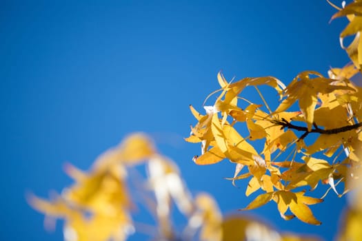 Beautiful yellow leaves in autumn time, close up