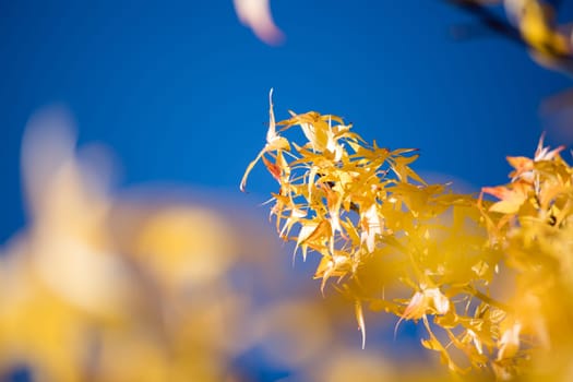 Beautiful yellow leaves in autumn time, close up