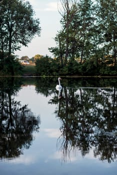 beautiful summer lake, a white swan is swimming in the middle. huge green trees are reflected in the water, in the quiet surface of the lake. the swan is also reflected in the water. vertical.