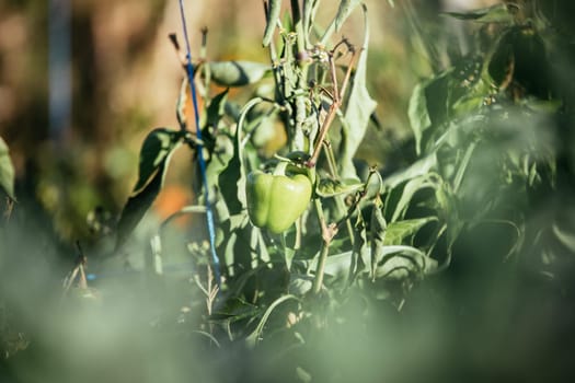 Fresh green pepper in the own garden