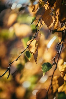 Colorful leaves in the autumn, blurry background