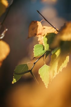 Colorful leaves in the autumn, blurry background