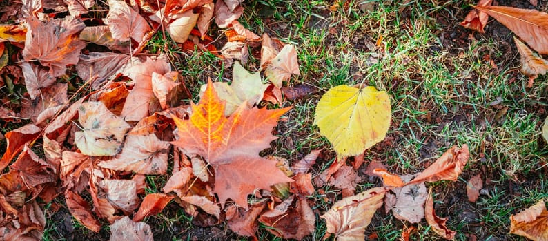 Colorful leaves on the park lawn, autumn