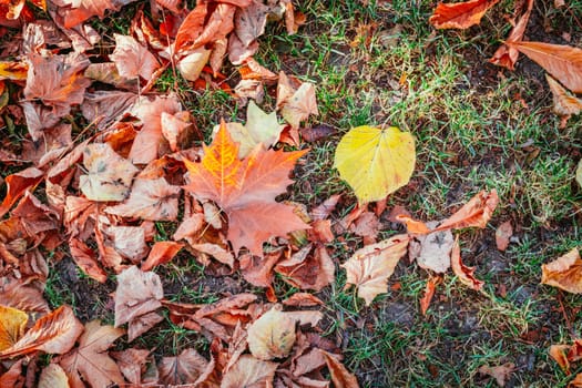 Colorful leaves on the park lawn, autumn