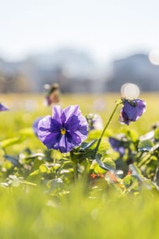 Purple flower and green grass in the park, copy space