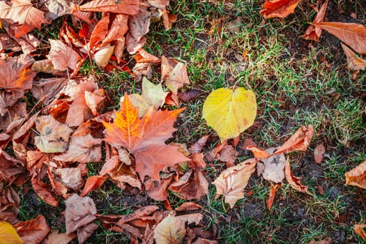 Colorful leaves on the park lawn, autumn