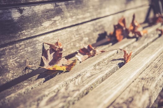 Dry leaves on a park bench, autumn