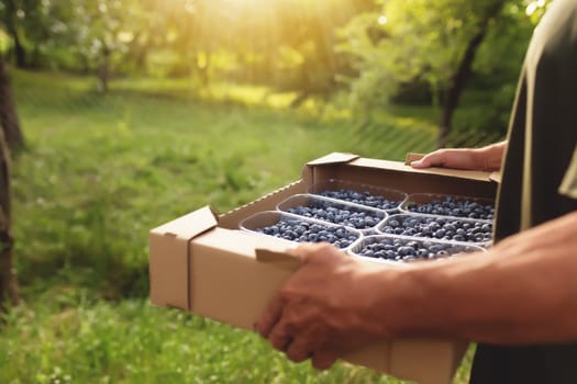 Senior man hands holding box with fresh cultivated blueberry. Healthy eating and Alzheimer or dementia healing concept. Farmer cultivating and harvesting blueberry. Agriculture industry business