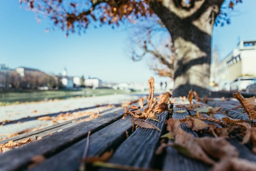 Leaves on a park bench, sunshine