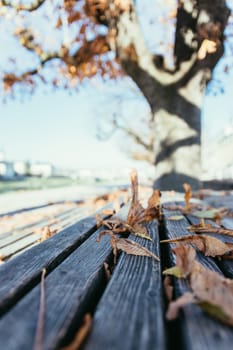 Leaves on a park bench, sunshine