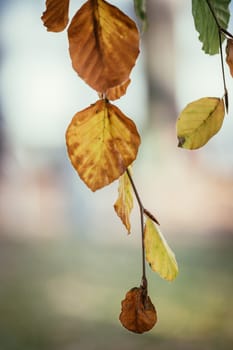 Colorful leaves on a tree in autumn, park flair and blurry background