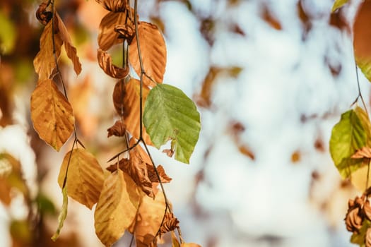 Colorful leaves on a tree in autumn, park flair and blurry background