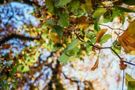 Colorful leaves on a tree in autumn, park flair and blurry background