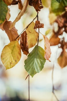Colorful leaves on a tree in autumn, park flair and blurry background