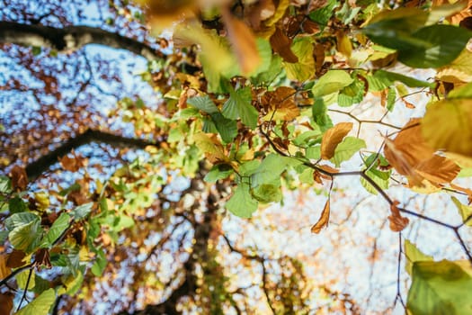 Colorful leaves on a tree in autumn, park flair and blurry background