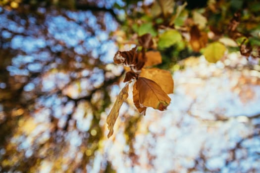 Colorful leaves on a tree in autumn, park flair and blurry background