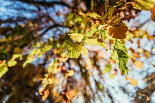 Colorful leaves on a tree in autumn, park flair and blurry background