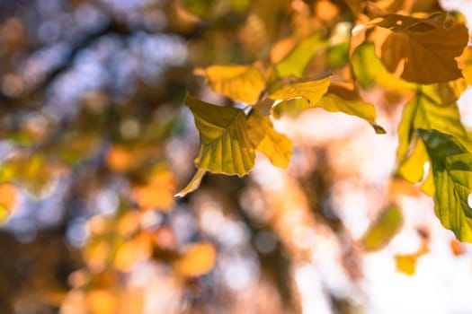 Colorful leaves on a tree in autumn, park flair and blurry background
