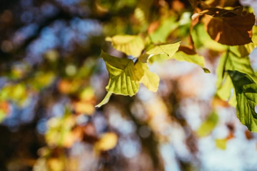 Colorful leaves on a tree in autumn, park flair and blurry background