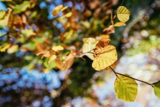 Colorful leaves on a tree in autumn, park flair and blurry background