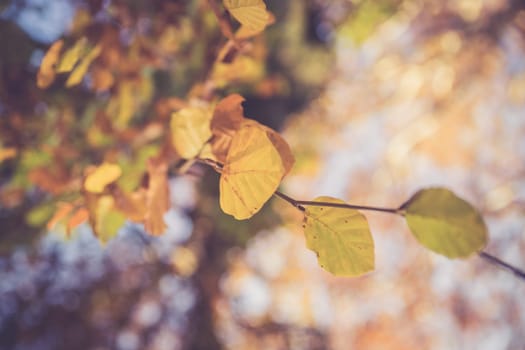 Colorful leaves on a tree in autumn, park flair and blurry background