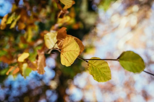 Colorful leaves on a tree in autumn, park flair and blurry background