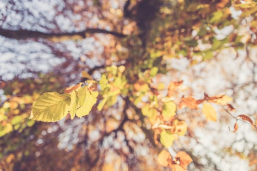 Colorful leaves on a tree in autumn, park flair and blurry background