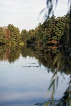 Beautiful lake with calm water surface. Trees and bushes are reflected in the lake. Vertical. Deciduous trees and pines. Willow branch in the foreground.