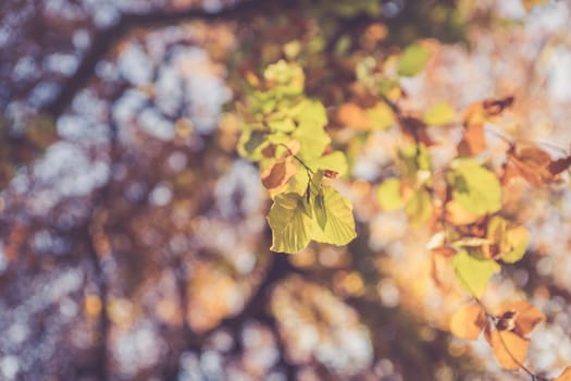 Colorful leaves on a tree in autumn, park flair and blurry background