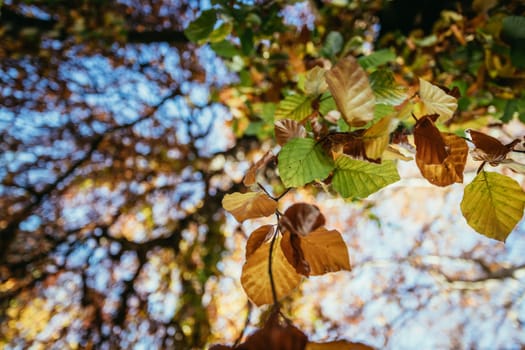 Colorful leaves on a tree in autumn, park flair and blurry background
