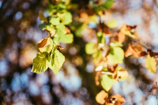 Colorful leaves on a tree in autumn, park flair and blurry background