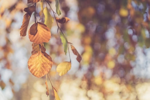 Colorful leaves on a tree in autumn, park flair and blurry background