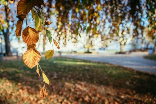 Colorful leaves on a tree in autumn, park flair and blurry background