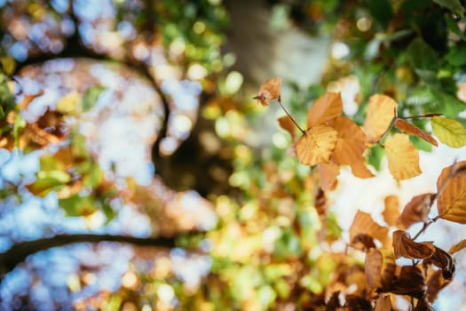 Colorful leaves on a tree in autumn, park flair and blurry background