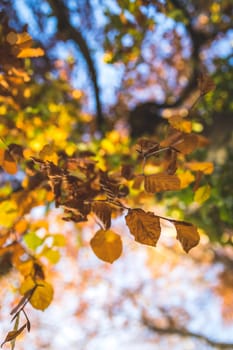 Colorful leaves on a tree in autumn, park flair and blurry background