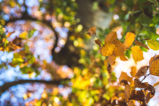 Colorful leaves on a tree in autumn, park flair and blurry background