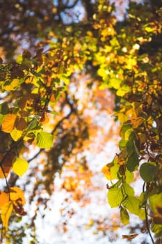 Colorful leaves on a tree in autumn, park flair and blurry background