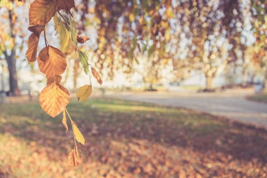 Colorful leaves on a tree in autumn, park flair and blurry background