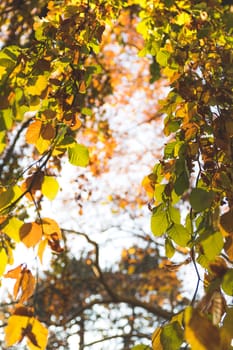 Colorful leaves on a tree in autumn, park flair and blurry background
